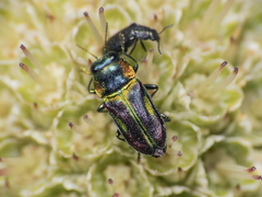 Bilyaxia concinna