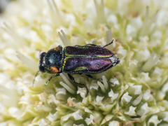 Bilyaxia concinna