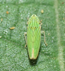 Graphocephala cythura