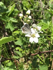 Plebejus samuelis