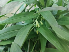 Polygonatum biflorum