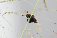 Scolia clypeata pseudovollenhoveni