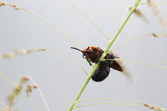 Scolia clypeata pseudovollenhoveni