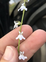 Lobelia appendiculata
