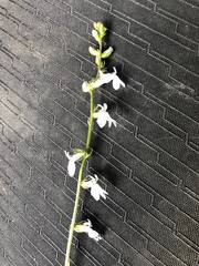 Lobelia appendiculata