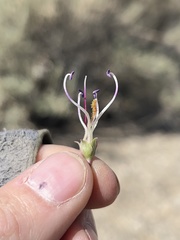 Penstemon incertus