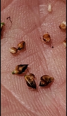 Rhynchospora harveyi