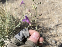 Penstemon incertus