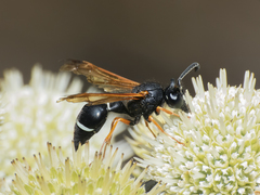 Hypodynerus colocolo