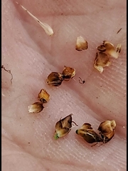 Rhynchospora harveyi