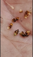 Rhynchospora harveyi