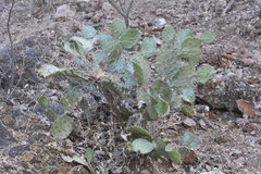 Opuntia feroacantha