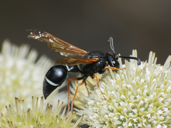 Hypodynerus colocolo