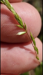 Trisetum interruptum