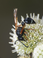 Hypodynerus colocolo