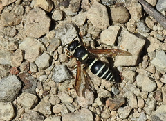 Ancistrocerus waldenii