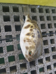 Contusus brevicaudus