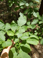 Ptelea trifoliata mollis