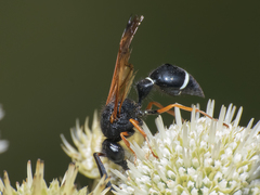 Hypodynerus colocolo