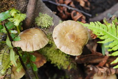 Armillaria hinnulea