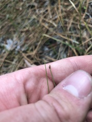 Eleocharis baldwinii