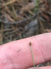 Eleocharis baldwinii