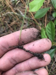 Eleocharis baldwinii