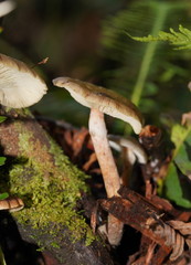 Armillaria hinnulea
