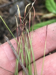 Eleocharis baldwinii