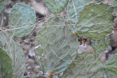 Opuntia feroacantha