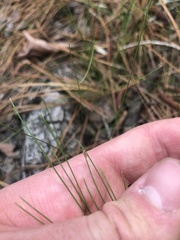 Eleocharis baldwinii