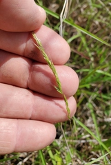 Trisetum interruptum
