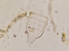Ptychocylis acuta