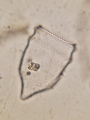 Ptychocylis acuta