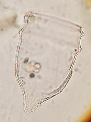 Ptychocylis acuta