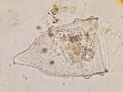 Ptychocylis acuta