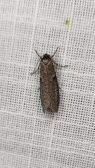 Lepidoscia euryptera