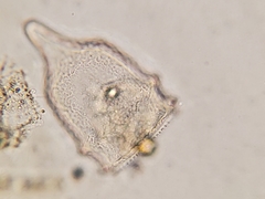 Ptychocylis acuta