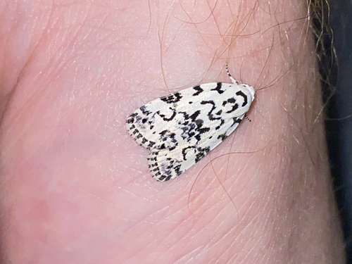 Hebrew Moth photo 6