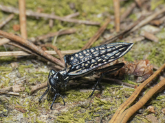 Homocyrtus bonni