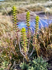 Veronica pauciramosa