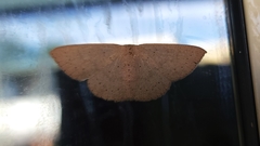 Cyclophora obstataria