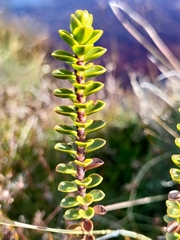 Veronica pauciramosa