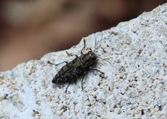 Spectralia gracilipes