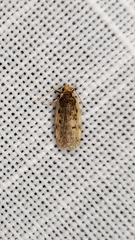 Hoplostega ochroma