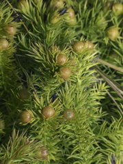 Cliococca selaginoides
