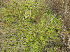 Cliococca selaginoides