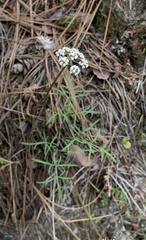 Lomatium geyeri
