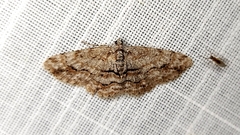 Didymoctenia exsuperata