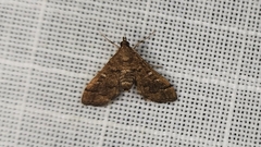 Nacoleia oncophragma